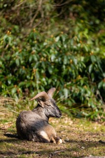 Bharal (Pseudois nayaur), lying on a meadow on a sunny day in spring, captive, Germany
