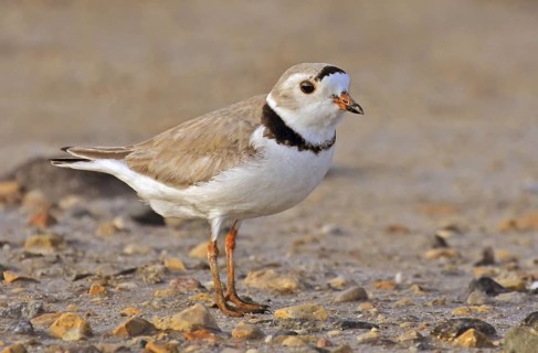Piping Plover (Charadrius melodus), Saskatchewan, Canada