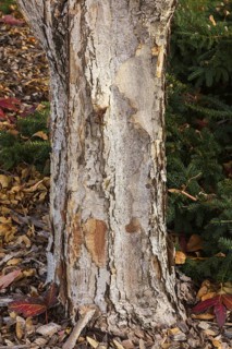 Close-up of Acer triflorum - Threeflower Maple tree trunk with bark detail in autumn, Quebec,