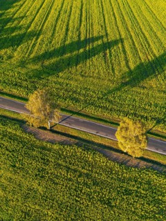 Aerial view, drone photo: Two birch trees with autumn leaves on an empty country road between