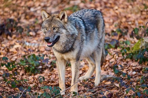 Close-up of a Eurasian wolf (Canis lupus lupus) in a forest in spring, Bavarian Forest National