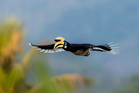 Oriental Pied Hornbill (Anthracoceros albirostris) male flying, Krabi, Thailand