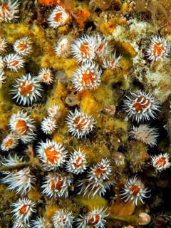 Underwater photograph of orange-yellow spiegeleianemone (Actinothoe sphyrodeta) . Dive site