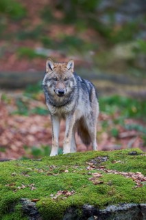 European gray wolf (Canis lupus) Bavaria, Germany