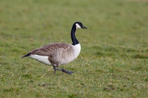 Canada Goose (Branta canadensis), Netherlands