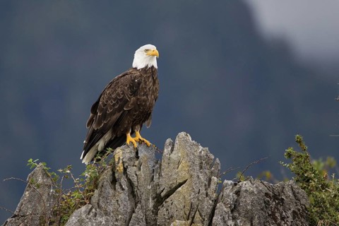 Bald Eagle (Haliaeetus leucocephalus), British Columbia, Canada