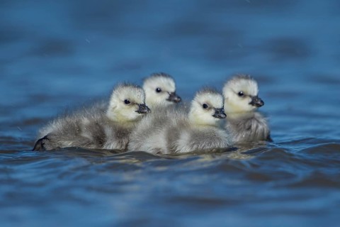 Barnacle Goose (Branta leucopsis) chicks, Schleswig-Holstein, Germany