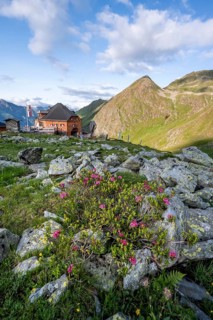 Mountain hut Lasörlinghütte in the evening light, mountain landscape with alpine roses,