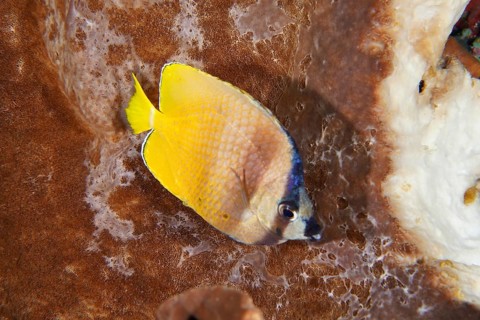 A bright yellow Sunburst Butterflyfish (Chaetodon kleinii) lying on corals, captured in a macro
