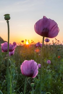 Blue poppy (Papaver somniferum) in a field near Callenberg at sunrise, Saxony, Germany