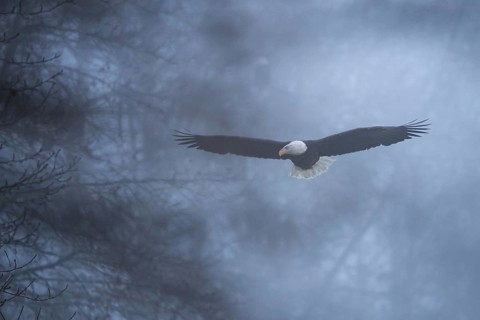 Bald Eagle (Haliaeetus leucocephalus) flying, Alaska, USA