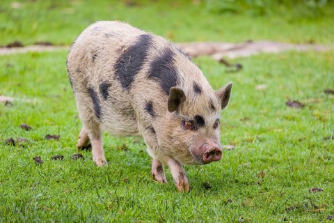 A Thuringian mini pig, Sus scrofa domesticus, stands in a meadow, searching for food