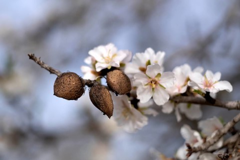 Almonds, almond blossom, detail, close-up, Santa Maria del Camí, Calvià, Majorca, Balearic Islands,