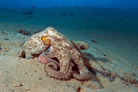 Adult large octopus (Octopus vulgaris) crawling over sandy seabed, East Atlantic, Fuerteventura,