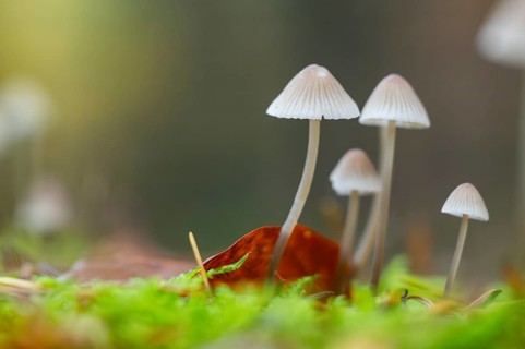 Milky mycena (Mycena galopus) mushroom in a forest in autumn, Bavaria, Germany