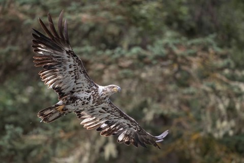 Bald Eagle (Haliaeetus leucocephalus) flying, British Columbia, Canada