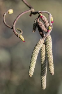 Hazelnut blossoms (Corylus avellana), Emsland, Lower Saxony, Germany