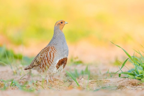 Rebhuhn, Perdix perdix Grey Partridge, Perdix perdix