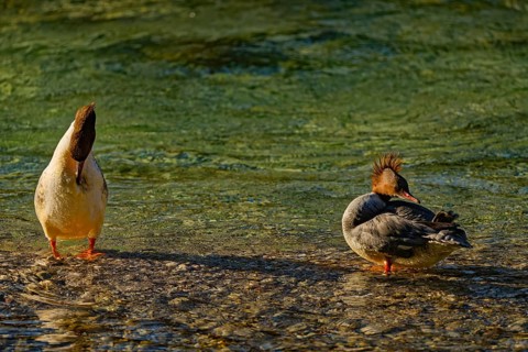 Two female common mergansers (Mergus merganser), in the Kieferbach, Kiefersfelden, Upper Bavaria,