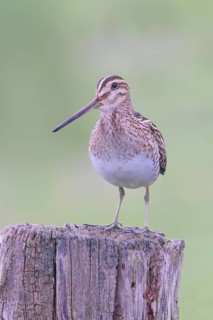 Snipe (Gallinago gallinago), standing on a wooden fence post, snipe birds, wildlife, nature