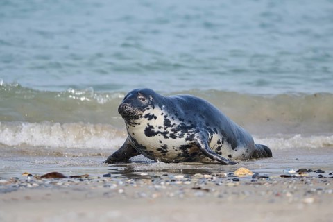 Grey seal (Halichoerus grypus) coming out of the water on the beach, Düne, Helgoland,