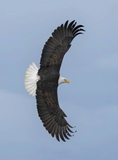 Bald Eagle (Haliaeetus leucocephalus) flying, Alaska, USA