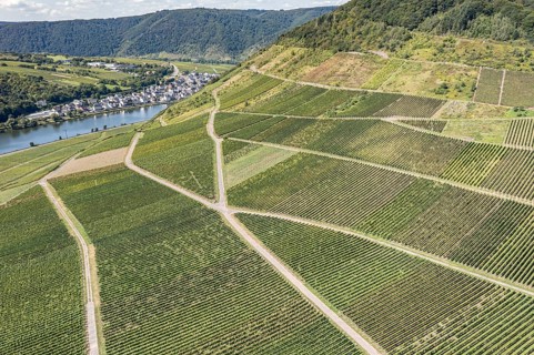 Aerial view of the vineyards of Ellenz-Poltersdorf at the Moselle river, Germany