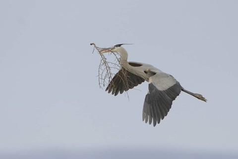 Great Blue Heron (Ardea herodias), Arizona, USA