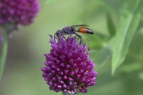 Round-headed leek (Allium sphaerocephalon) with grasshopper wasp (Sphex funerarius), Germany