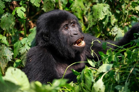 Mountain gorilla (Gorilla berengei berengei), Bwindi Impenetrable National Park, Uganda