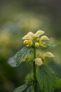 Golden Nettle (Lamium galeobdolon), Emsland, Lower Saxony, Germany