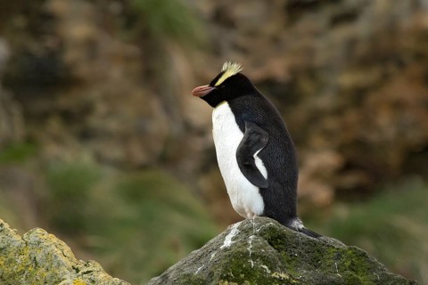 Erect-crested Penguin (Eudyptes sclateri), Antipodes Island, New Zealand