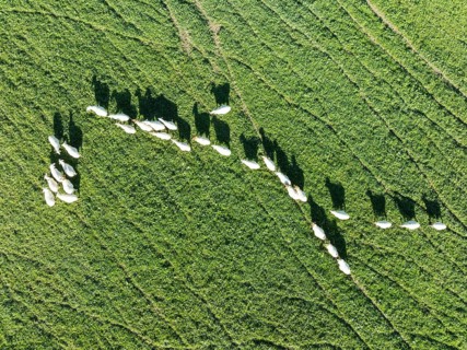 Sheep (Ovis aries). Aerial view. Drone shot. Cádiz province, Andalucía, Spain