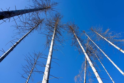 Dead Spruce (Picea abies) trees, Primeval forest Urwald Sababurg, Hofgeismar, Weser Uplands,