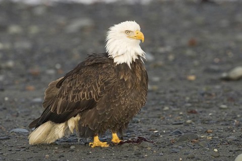 Bald Eagle (Haliaeetus leucocephalus), Alaska, USA