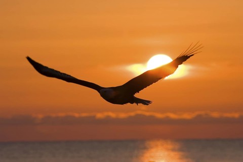 Bald Eagle Haliaeetus leucocephalus Homer, ALASKA, USA February Adult against sunset. Accipitridae