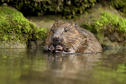 Eurasian beaver, European beaver (Castor fibre), sitting in the water, Switzerland