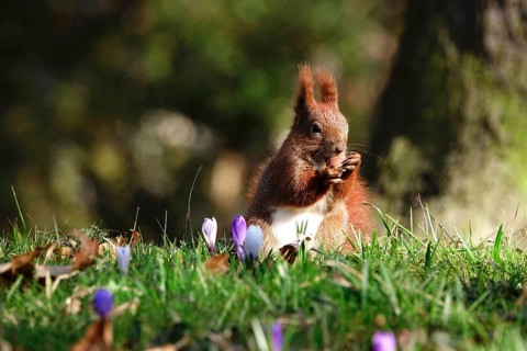 Squirrel with nut, crocuses, early March, Germany