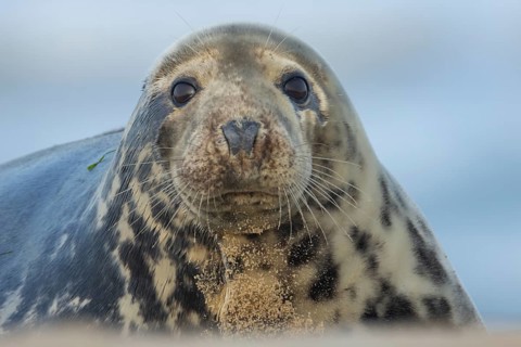 Grey seal (Halichoerus grypus) adult animal on a beach, Norfolk, England, United Kingdom