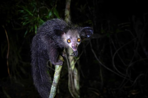 Pinniped (Daubentonia madagascariensis) in the lowland rainforests of eastern Madagascar