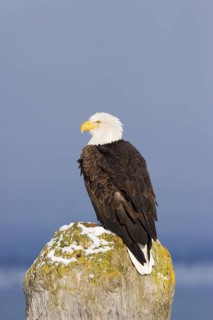 Bald Eagle Haliaeetus leucocephalus Homer, ALASKA, USA February Adult Accipitridae
