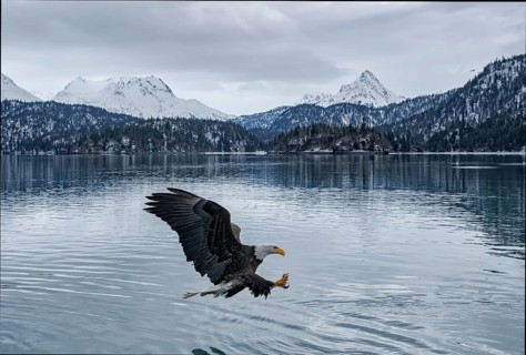 Bald Eagle (Haliaeetus leucocephalus) hunting, Alaska, USA