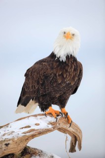 Bald Eagle (Haliaeetus leucocephalus), Bald Eagle, Homer, Kenai Peninsula, Alaska, USA