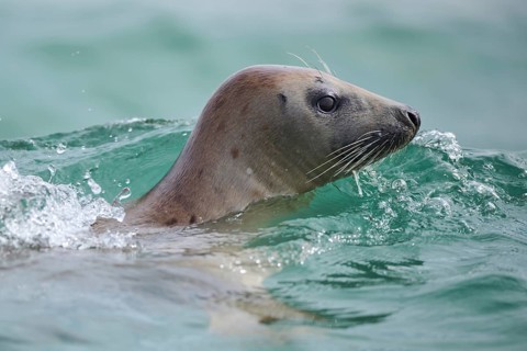 Grey seal (Halichoerus grypus) looking out of the water while swimming in the sea, Düne, Helgoland,