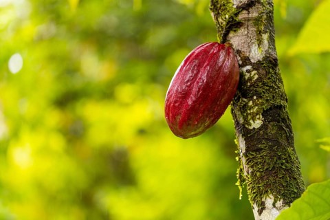 Cocoa fruit on a tree, cocoa (Theobroma cacao), Costa Rica