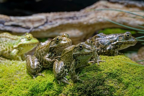 Sea frog (Pelophylax ridibundus), order of frogs in the family of true frogs, captive, occurring in
