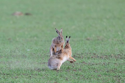 European hare (Lepus europaeus) mating season, so-called gathering time, hares fighting with each