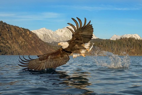 Bald Eagle (Haliaeetus leucocephalus) hunting, Alaska, USA