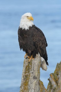Bald Eagle (Haliaeetus leucocephalus), Alaska, USA