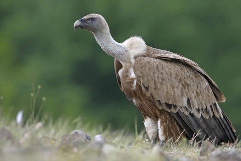 Griffon Vulture (Gyps fulvus), Rhodopen, Bulgaria